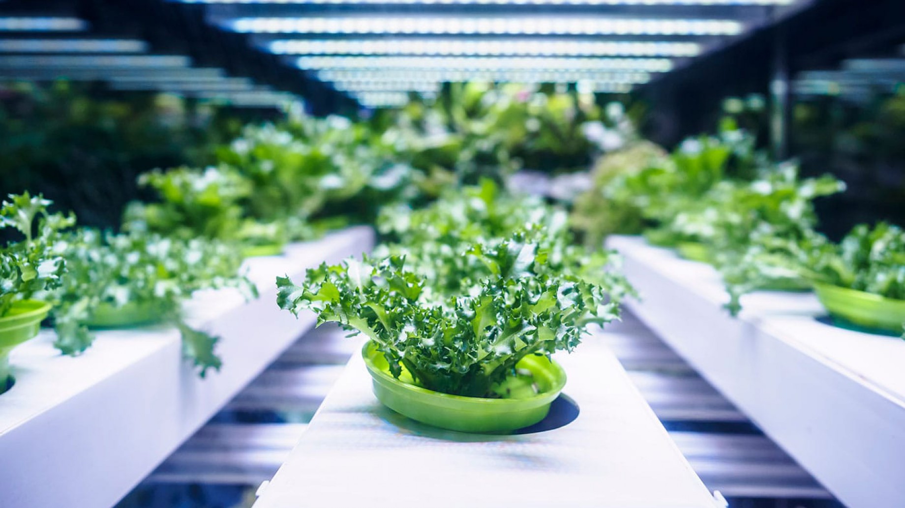 Dinamarca inaugura una granja vertical robotizada 100% sustentable